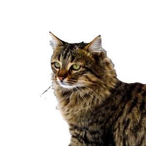 A Long Haired Tabby Cat Poses Elegantly In A Picturesque Snowy Village Setting. 15470 - Cat PNG image with transparent background
